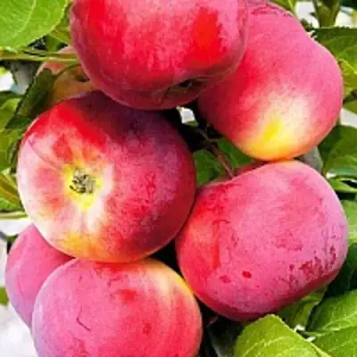 Яблоня СЕРЕБРЯНОЕ КОПЫТЦЕ в Барановичах