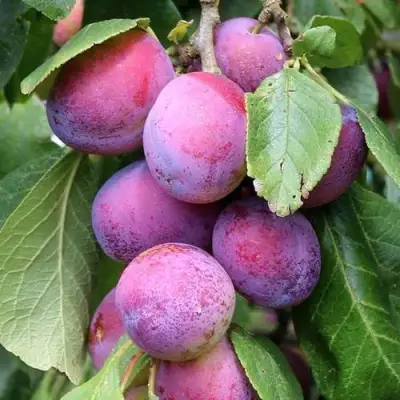 Слива БЛЮ СВИТ колонновидная в Барановичах