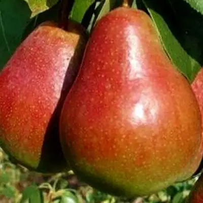 Груша ГЕРА в Барановичах