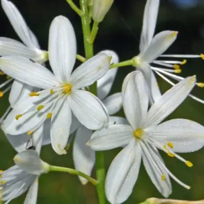 Венечник ветвистый в Барановичах
