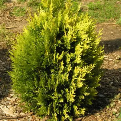 Туя КОППЕР ГОЛД западная в Барановичах