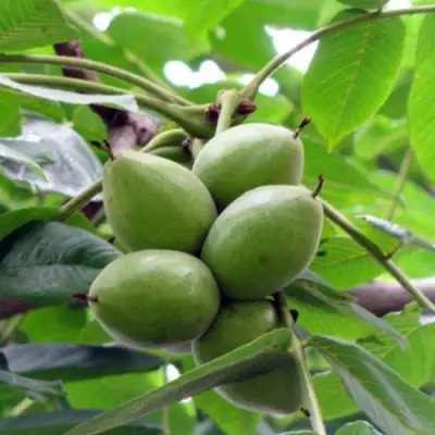 Орех маньчжурский МИЧУРИНЕЦ в Барановичах