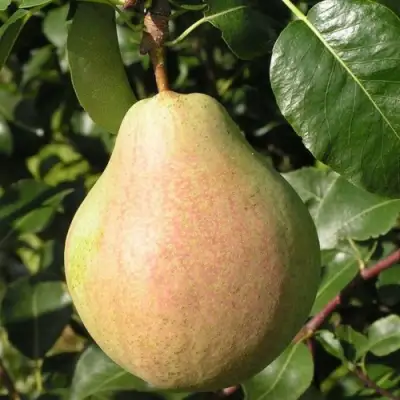 Груша ЛИРА в Барановичах