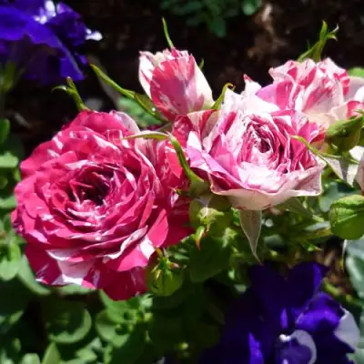 Роза ФЛЕШ ДАНС спрей в Барановичах