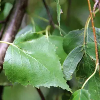 Береза ПОВИСЛАЯ в Барановичах
