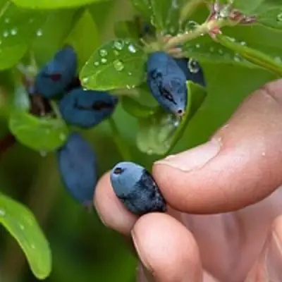 Жимолость съедобная АМФОРА в Барановичах