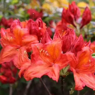 Азалия ЛИЛИНШТЕЙН японская в Барановичах