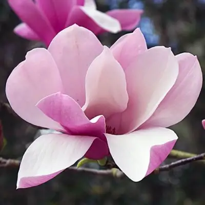 Магнолия РИККИ в Барановичах