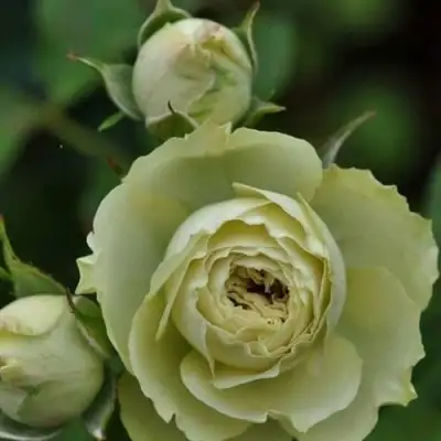 Роза ГРИН ДАЙМОНД миниатюрная в Барановичах