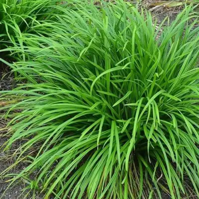 Осока АЙРИШ ГРИН в Барановичах