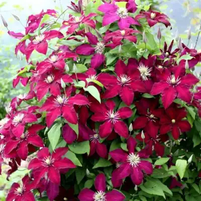 Клематис МАЗОВШЕ в Барановичах
