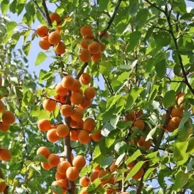 Абрикос ОРЛОВЧАНИН  в Барановичах