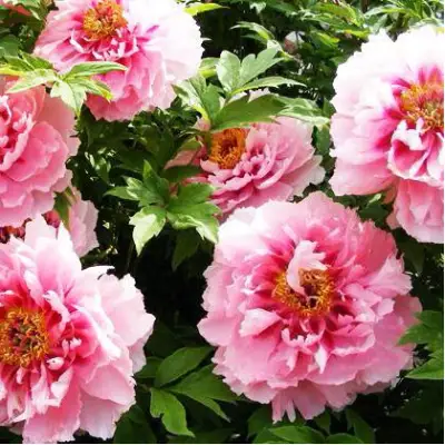 Пион СЕРЕБРИСТЫЙ РУЧЕЙ древовидный в Барановичах