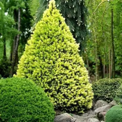 Ель РЕЙНБОУЗ ЭНД сизая в Барановичах