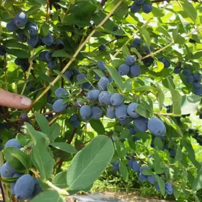 Жимолость съедобная КЛУБНИЧНАЯ СЕНСАЦИЯ в Барановичах
