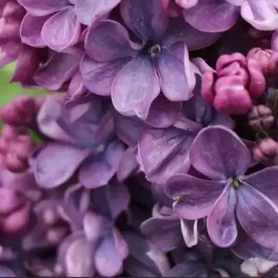 Сирень ВИОЛЕТТА в Барановичах