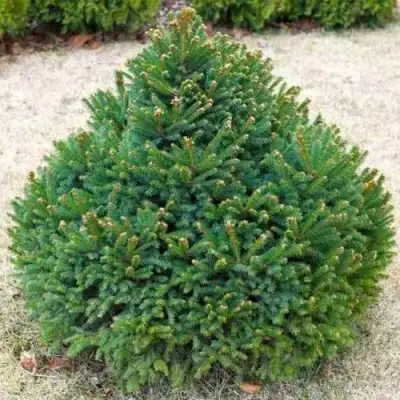 Ель БАРРИ обыкновенная в Барановичах