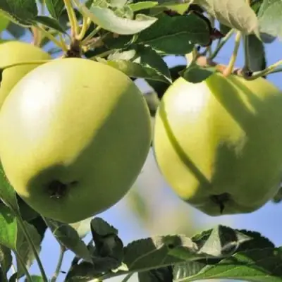 Яблоня САХАРНАЯ в Барановичах