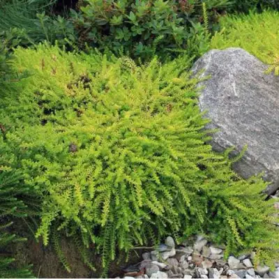 Водяника БЕРНШТЕЙН черная в Барановичах