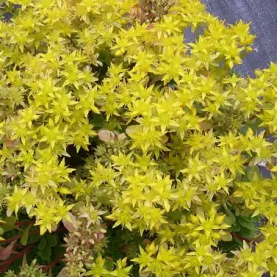 Очиток (седум) ИММЕРГРЮНХЕН в Барановичах