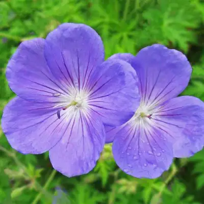 Герань БРУКСАЙД гибридная в Барановичах