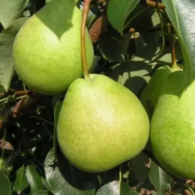 Груша ЛАГОДНАЯ в Барановичах