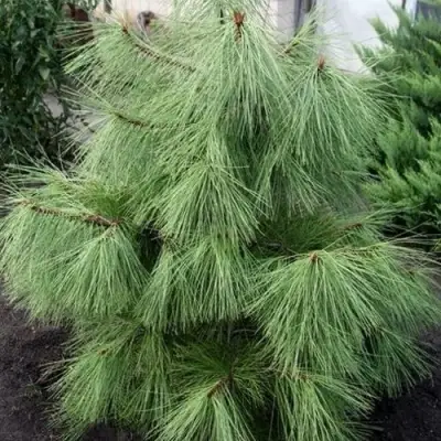 Сосна желтая  в Барановичах