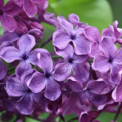 Сирень СУМЕРКИ в Барановичах