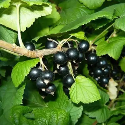 Смородина черная БАГИРА в Барановичах