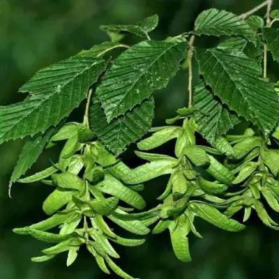 Граб  в Барановичах