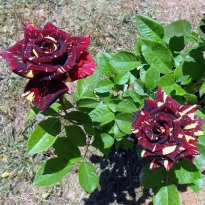 Роза АБРАКАДАБРА чайно-гибридная в Барановичах