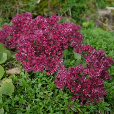 Очиток (седум) РУБИ ГЛОУ скальный в Барановичах