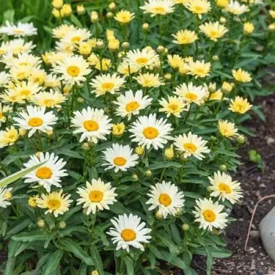 Нивяник БРОДВЕЙ ЛАЙТС великолепный в Барановичах