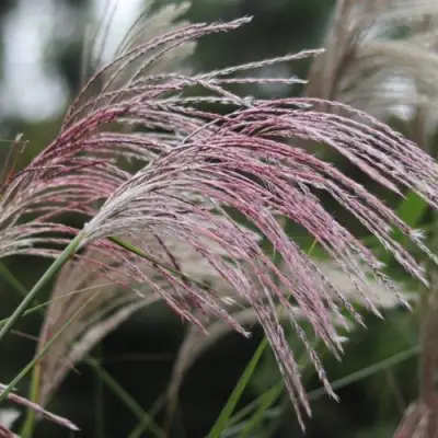 Мискантус МАЛЕПАРТУС китайский  в Барановичах