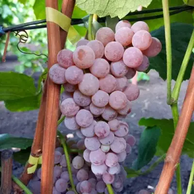 Виноград РИЛАЙНС ПИНК СИДЛИС в Барановичах