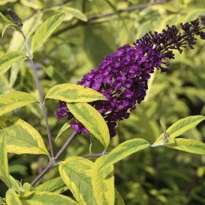 Буддлея давида САНТАНА  в Барановичах