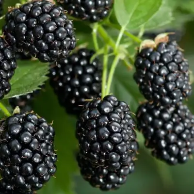 Ежевика ЧЕРНАЯ МАГИЯ ремонтантная  в Барановичах