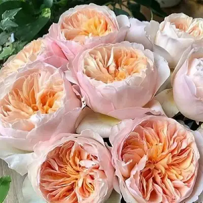 Роза ДЖУЛЬЕТТА английская в Барановичах