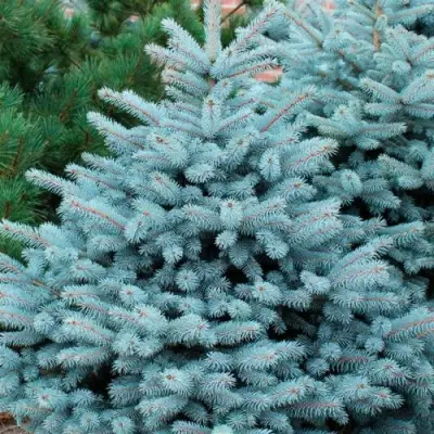 Ель СУПЕР БЛЮ СИДЛИНГ колючая в Барановичах