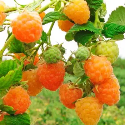 Малина ЗОЛОТЫЕ КУПОЛА в Барановичах