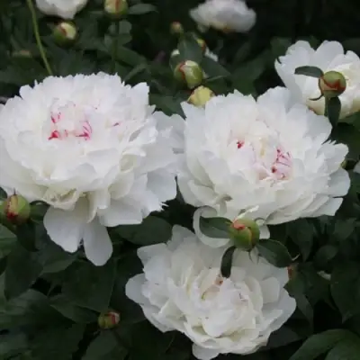 Пион ФЕСТИВА МАКСИМА травянистый в Барановичах