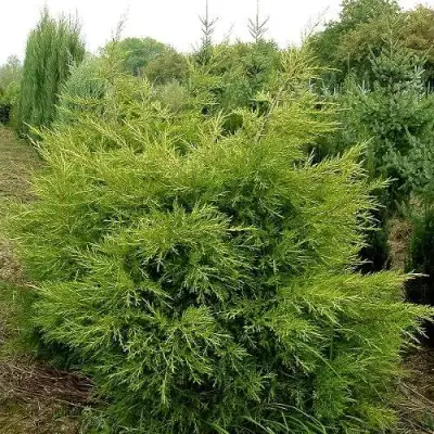 Можжевельник КУРИВАО ГОЛД китайский в Барановичах