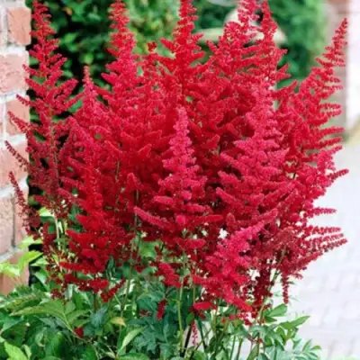 Астильба БУРГУНДИ РЕД Арендса в Барановичах