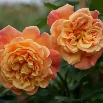 Роза АЛОХА плетистая в Барановичах