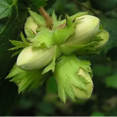 Фундук ТАМБОВСКИЙ ПОЗДНИЙ в Барановичах