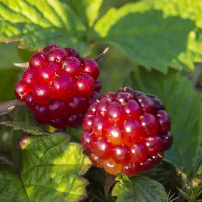 Княженика ЛИНДА в Барановичах