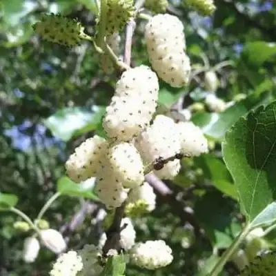 Шелковица БЕЛАЯ МЕДОВАЯ в Барановичах