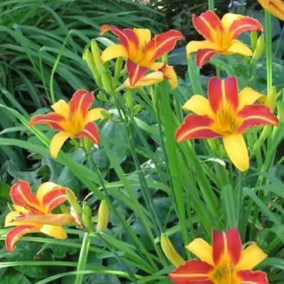 Лилейник ФРАНС ХАЛС в Барановичах