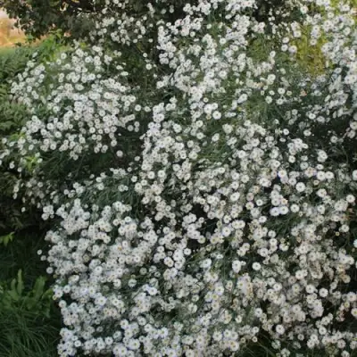 Болтония СНОУБЭНК в Барановичах