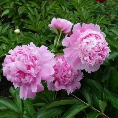 Пион МЕСЬЕ ЖЮЛЬ ЭЛИ травянистый в Барановичах